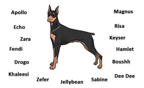 Best Doberman Names Doberman, Cool pet names, Dog names
