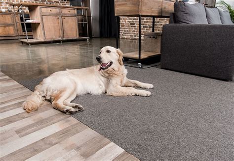 What's the Best Flooring for Dogs and Cats?