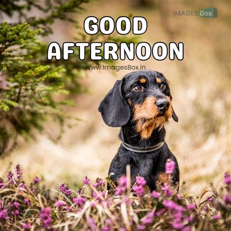 Good Afternoon Dog Images