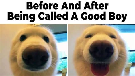 Good Boy Dog Meme