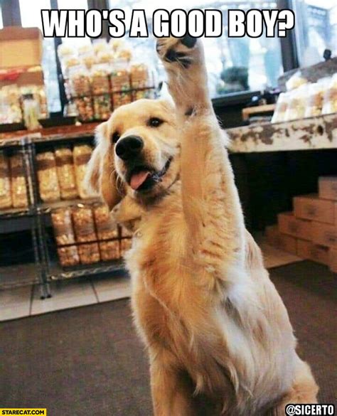 Good Boy Meme Dog