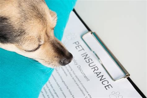 Good Cheap Pet Insurance