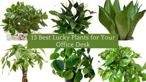 Good Feng Shui Plants For Office