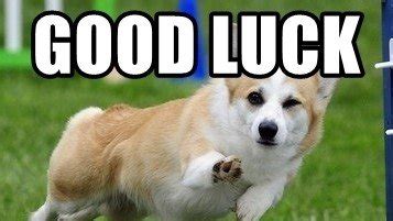 Good Luck Dog Meme