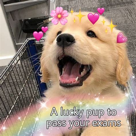 Good Luck Meme Dog