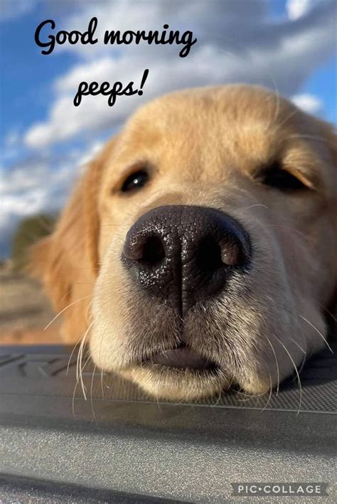 Good Morning Dog Meme