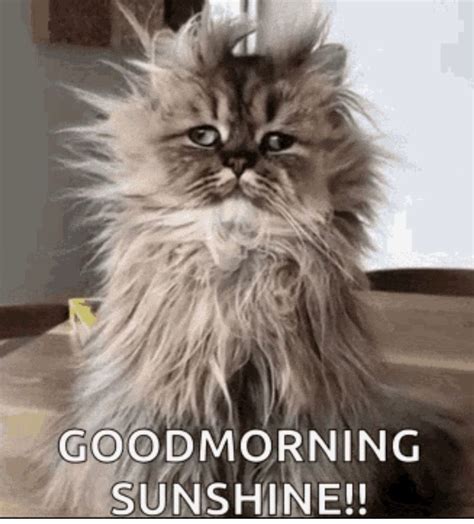 Good Morning Funny Cat