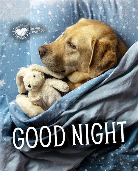 Good Night Dog Meme