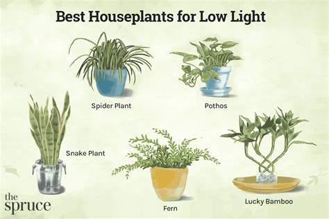Good Plants For Low Light Apartments In 2023