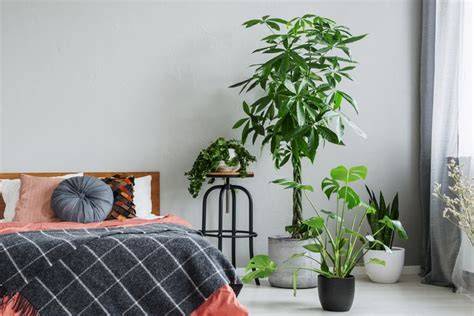Good Plants To Keep In Bedroom