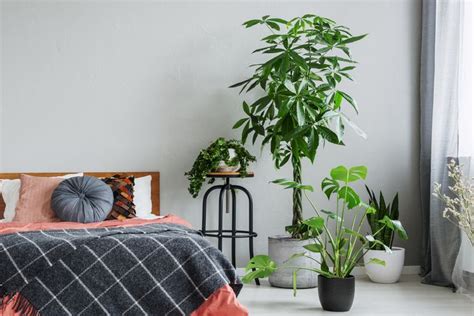 Good Plants To Keep In Your Room