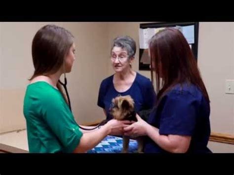 Top-Quality Pet Care Services at Goodwin Animal Hospital in El Dorado, AR