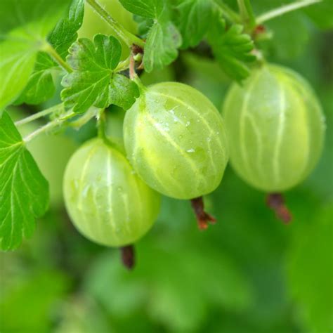 Gooseberry