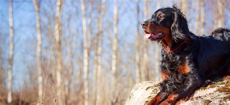 Parker is an adoptable Gordon Setter up for adoption in Spring, TX! See