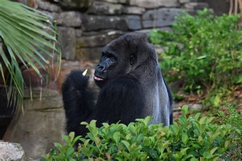 Unleashing the Chaos: Gorilla Throws Poop at Animal Kingdom Visitors - A SEO Title.