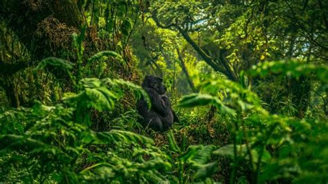 Gorilla Tracking Experience