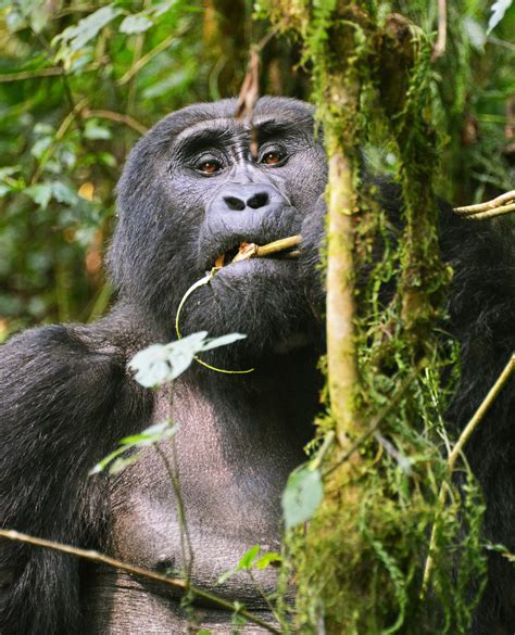 Gorilla Tracking Permits Uganda