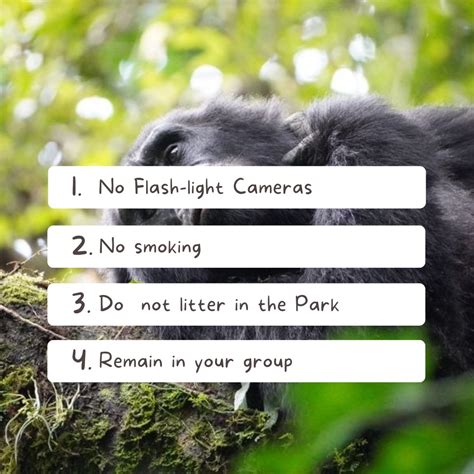 Gorilla Watching Rules