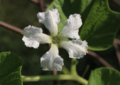 Gourd Blossom | Fallout 76 Wiki