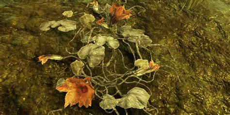 Gourd blossom (Fallout 76) | Fallout Wiki | Fandom