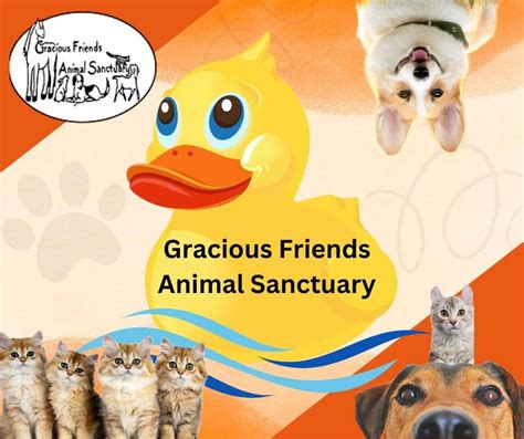 Discover the Heartwarming World of Gracious Friends Animal Sanctuary: A Haven for Rescued Animals