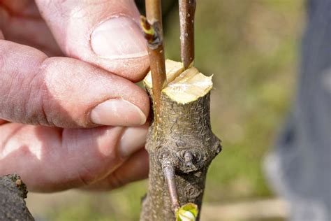 11 Teknik Grafting yang Harus Anda Ketahui untuk Sukses