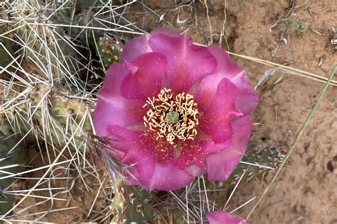 Grand Junction Weather Spring