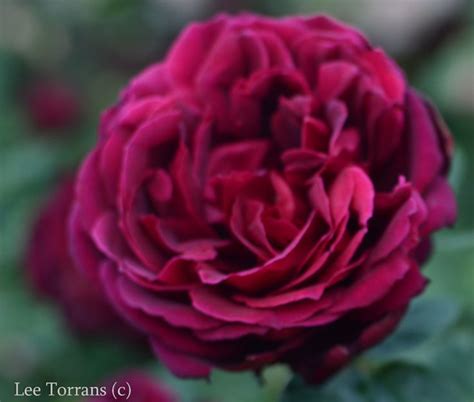 Grandiflora Red Roses