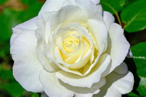 Grandiflora White Roses
