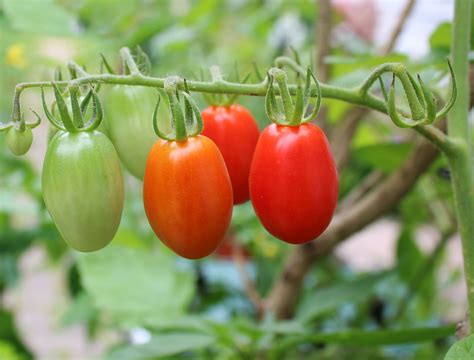 Grape Tomatoes Planting