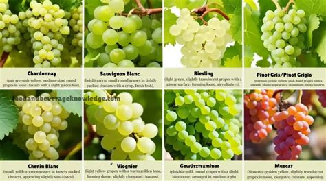 Grape Varieties and Labels