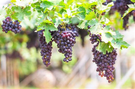 Grapes on Vine