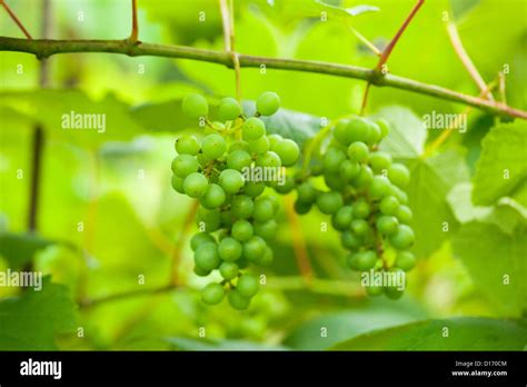 Grapevines close up