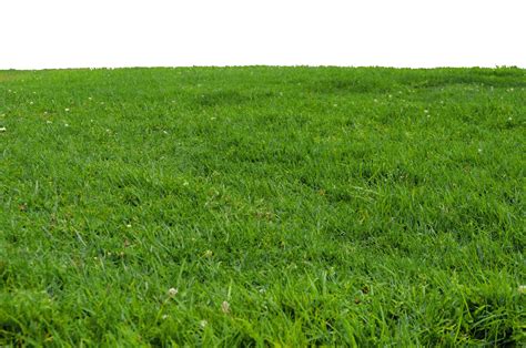 Grass Transparent Background