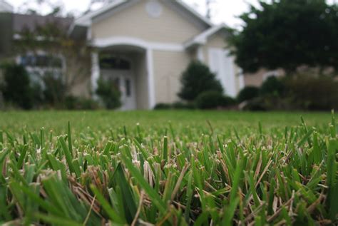 Grass Turf in Florida