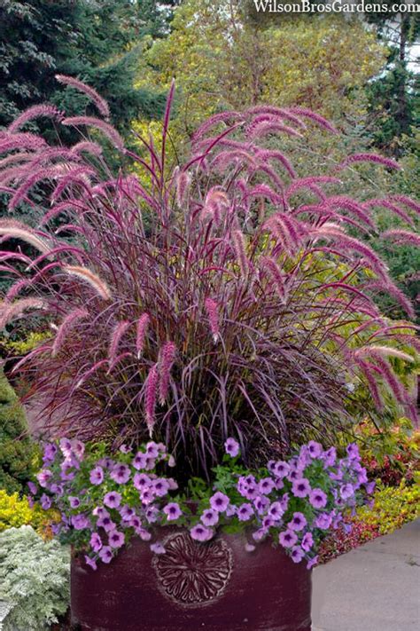Grass With Purple Flowers