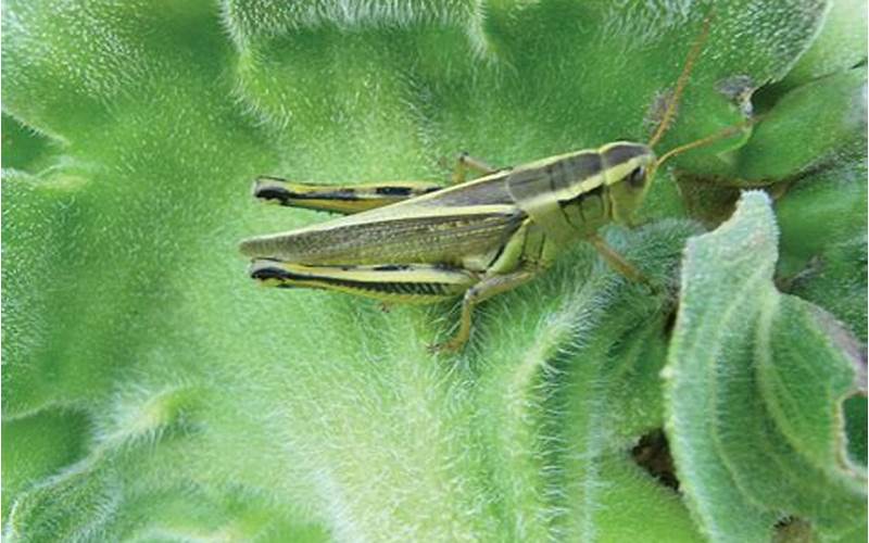 Grasshopper Risks