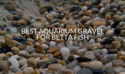 Gravel For Betta Fish