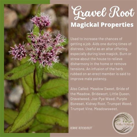 Discover the Potent Gravel Root Magical Properties Today!