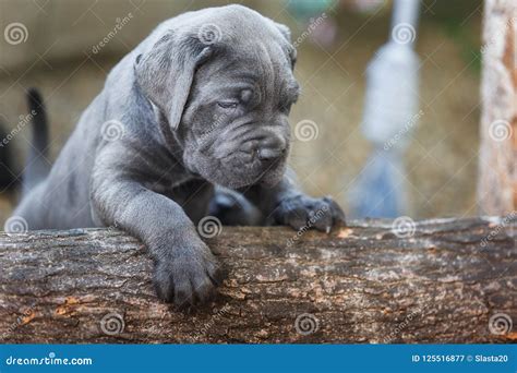 Cane Corso Dog Breed Information & Characteristics Daily Paws