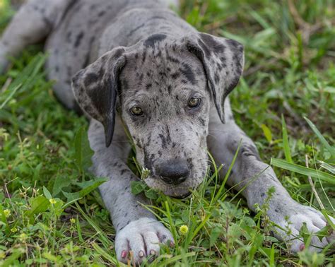 Gray Spotted Great Dane Puppy: The Unique And Relaxing Pet