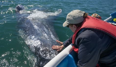 Gray Whale Interaction