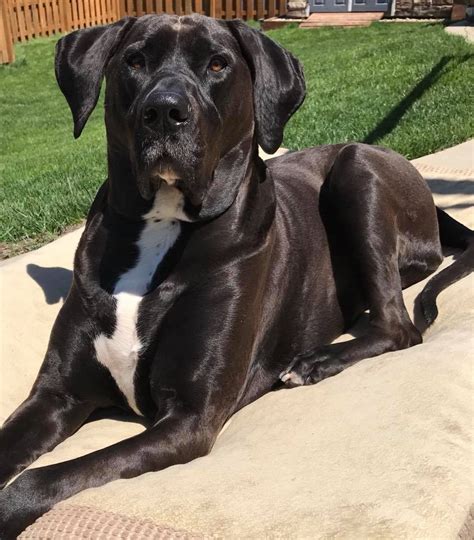 Great Dane Bulldog Mix Puppies: A Unique And Lovable Breed