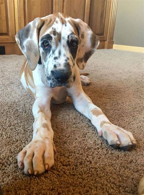 Great Dane Fawnequin: Majestic And Gentle Giant