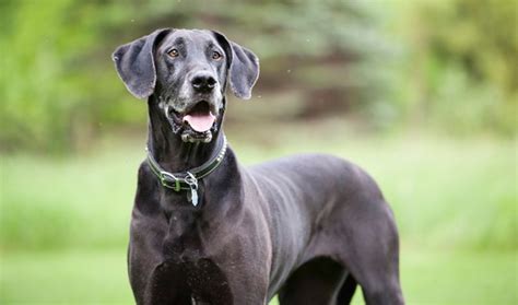 Great Dane Graydon Dogs: A Gentle Giant Breed