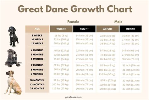 Great Dane Growth Chart Pictures
