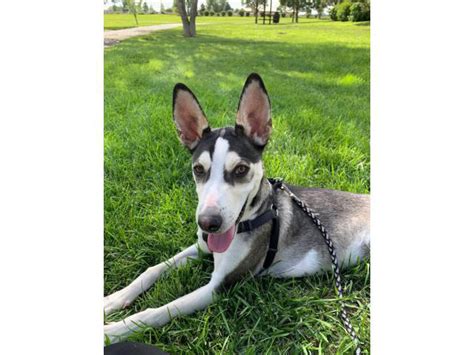 Great Dane Husky Mix For Sale: The Perfect Combination Of Two Beautiful
Breeds