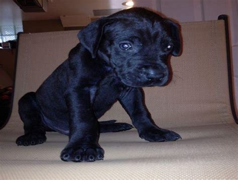 Great Dane Puppies For Sale In Md