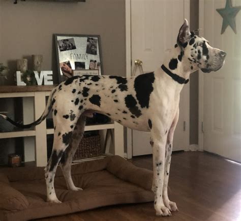 Great Dane Puppies Nc For Sale: Finding Your Perfect Companion