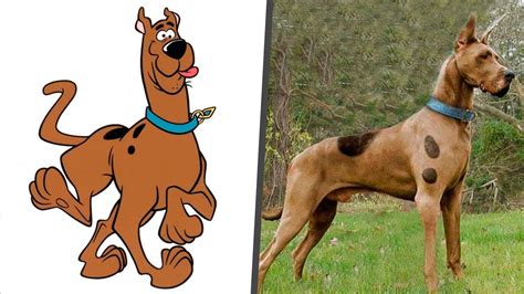 Great Dane Scooby Doo Color